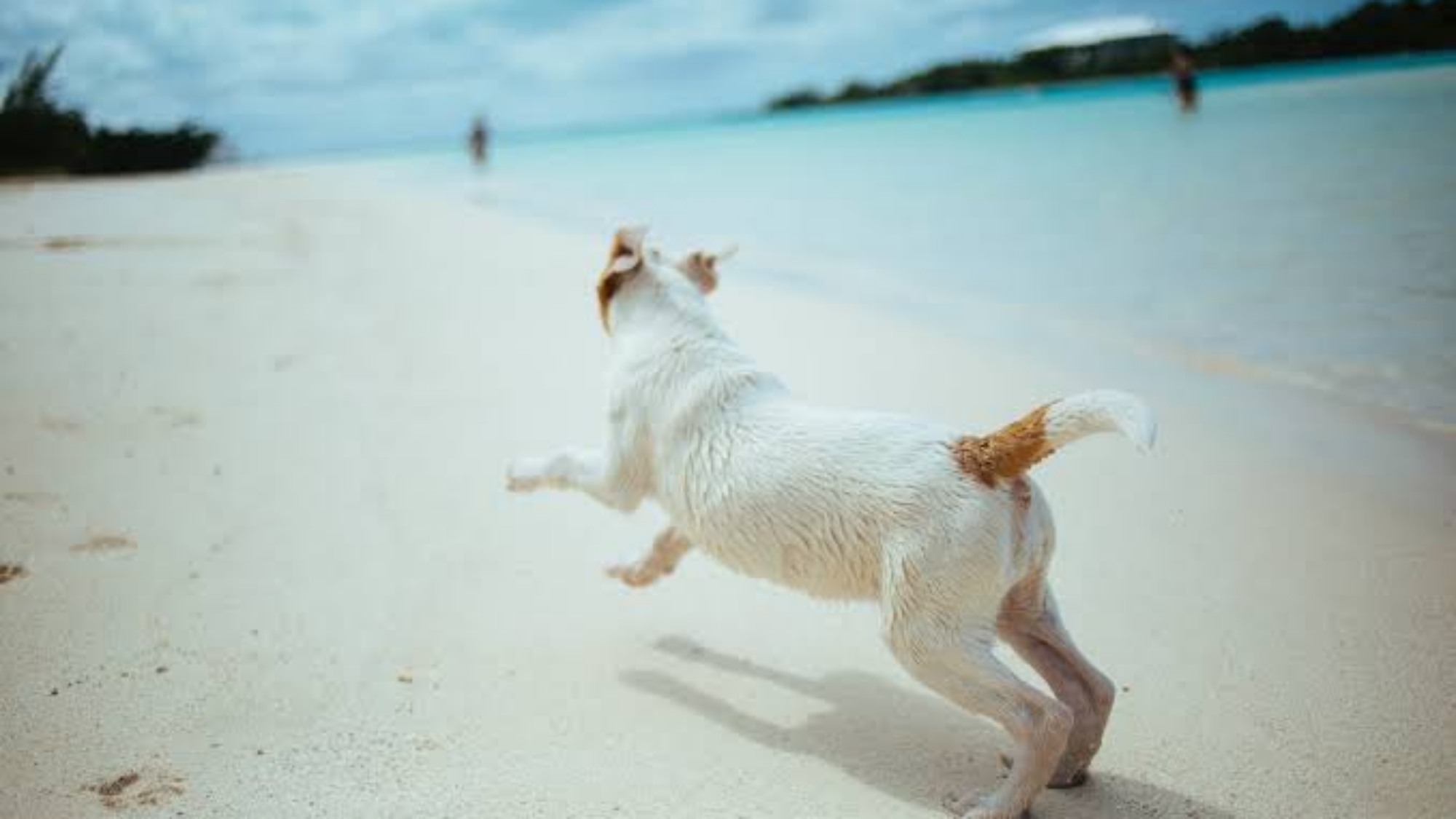 Villa pet-friendly à Maurice